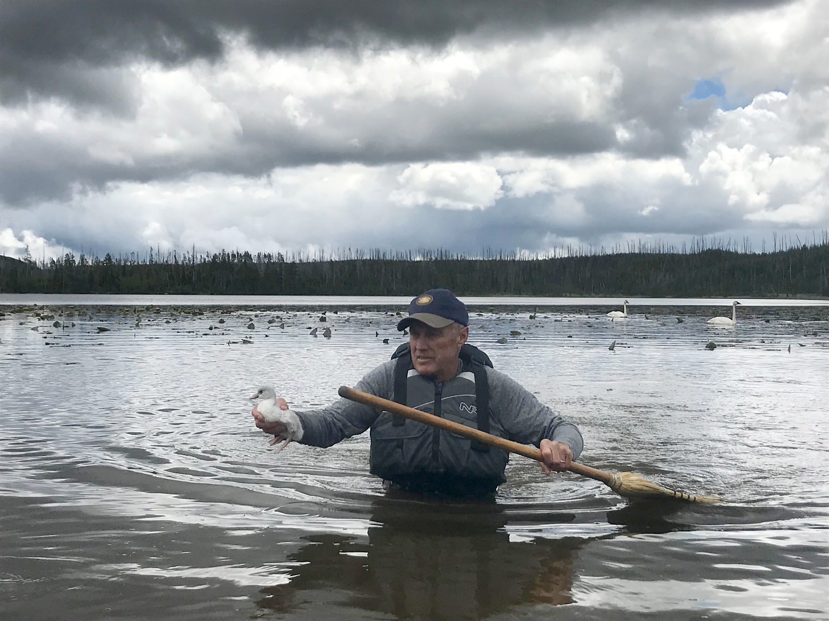 Swan rehabilitation